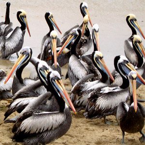 pelican